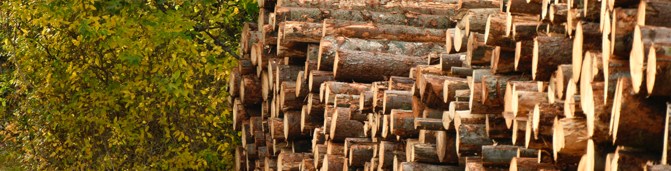 Secagem de madeira: qual a maneira correta para não rachar?